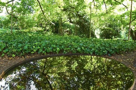 Kafadar's Garden: En Ljum Smärta i Stilla Natur och Skimmer av Guld!