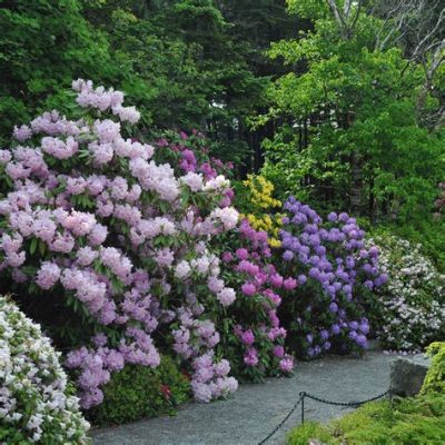 “Rhododendrons and Bamboo” Encapsulating Tranquility and Natural Beauty!